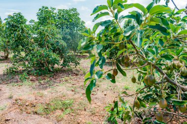 Kolombiya 'da yetişen avokado ağacının (Persea Americana) yakın çekimi.