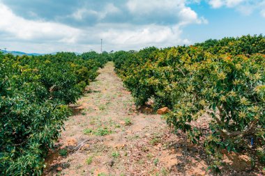 Avokado çiftliği (Persea Americana) Villanueva, Santander, Kolombiya 'nın çeşitli Papelillo kasabası