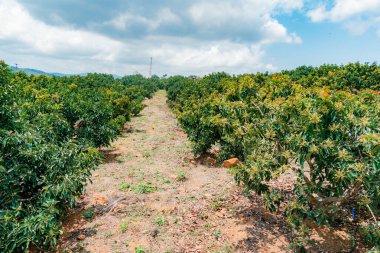 Avokado çiftliği (Persea Americana) Villanueva, Santander, Kolombiya 'nın çeşitli Papelillo kasabası