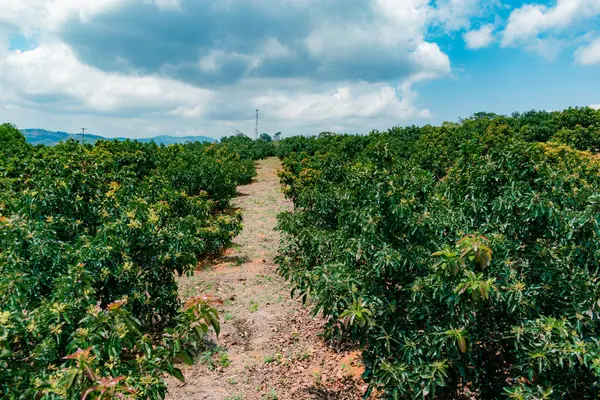 Avokado çiftliği (Persea Americana) Villanueva, Santander, Kolombiya 'nın çeşitli Papelillo kasabası