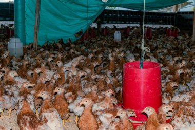 Üretimin başlaması için haftalarca bekleyen bir çiftlikte yetiştirme havuzundaki piliçleri terk etmek.