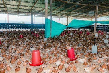 Üretimin başlaması için haftalarca bekleyen bir çiftlikte yetiştirme havuzundaki piliçleri terk etmek.