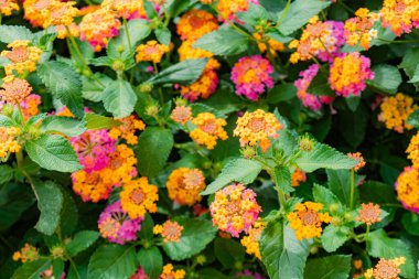 MÜZİKOLU 'NUN YAZARI ÇİÇEKLERİ VE BİR ÇİÇEKİM