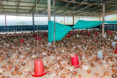 ÇİÇEK ÇİÇEĞİNDE ÇOCUK ÇOCUKLAR