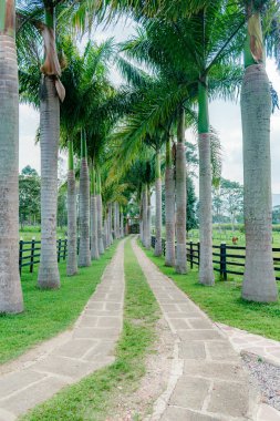 Merkezde dev palmiye ağaçları ve taş şeritlerle çevrili çiftliğe giriş yolu manzarası