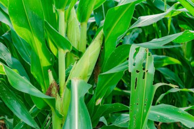 Yüksek verimli bir mahsülün ortasında ön planda mısır koçanı.