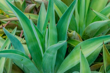 Bahçe bitkisi Agave meesteriana Jacobi 'ye yakın çekim