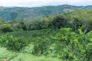 Tahiti limon mahsulü ile dağlık arazi, ön planda Citrus x latifolia