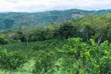 Tahiti limon mahsulü ile dağlık arazi, ön planda Citrus x latifolia