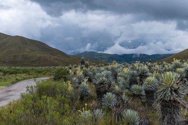 Kolombiya kırlarında bir ovanın manzarası. Ön planda birkaç kırılgan, arka planda ise sisle kaplı bir günde dağlar.