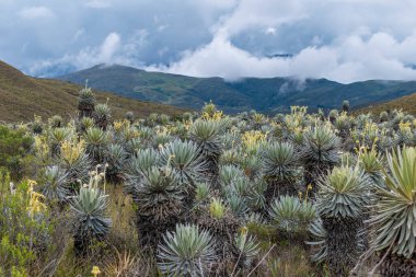 Kolombiya kırlarında bir ovanın manzarası. Ön planda birkaç kırılgan, arka planda ise sisle kaplı bir günde dağlar.