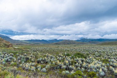 Kolombiya kırlarında bir ovanın manzarası. Arka planda birkaç kırılgan ve dağ var. Sisle kaplı bir günde.