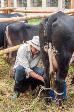 Mogotes, Santander, Kolombiya, 28 Haziran 2024 'te yaşlı bir çiftçi fuar ve festivallerde geleneksel inek sağıyor.