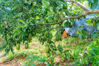 Kolombiya bahçesinde bol hasatlı Choquette marka avokado ağacının (Persea americana) dalları..