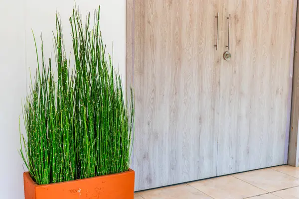 stock image A mini ornamental bamboo plant in a clay pot next to a large door in a modern building