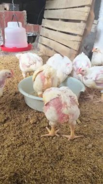 Kırsal bir çiftlikte organik gıdayla beslenen tavukların dikey 4K videosu. Bu tavuklar, kuluçka makinesinde yumurtadan çıkmalarına rağmen, daha iyi et kalitesi için mısır ve organik gıdayla besleniyorlar.