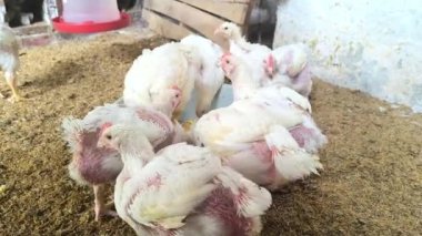 Kırsal bir çiftlikte organik gıdayla beslenen tavukların 4K videosu. Bu tavuklar, kuluçka makinesinde yumurtadan çıkmalarına rağmen, daha iyi et kalitesi için mısır ve organik gıdayla besleniyorlar..