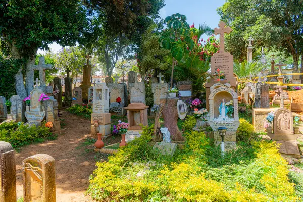 Barichara, Santander, Kolombiya, 11 Ekim 2024. Barichara 'daki mezarlığın, yapraklı ağaçlar ve yemyeşil bitkilerle çevrili huzurlu bir manzarası. Taş mezarları ve oyulmuş heykeller doğal gölgeliğin altına yerleşmiş, dinginlik yaratıyor ve yansıtılıyor.