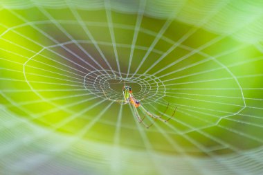 Ağında dinlenen bir bahçe örümceğinin makro görüntüsü. Görüntü karmaşık web detaylarını yakalar ve örümceklerin vücudu doğa ve vahşi yaşam temaları için mükemmel bir odak noktasıdır..