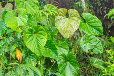Bereketli yeşil yapraklarla çevrili tropikal bir bulut ormanının altında büyüyen kalp şeklinde yaprakları olan Anthurium nymphaeifolium..