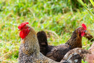 Horoz ve tavuk (Gallus gallus domesticus) otlak bir alanda birlikte yemek ararlar. Doğal renkleri, kırsal alanda bulanık bir arkaplan karşısında göze çarpar.