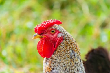Bir Creole horozunun (Gallus gallus domesticus) yan profili. Metin yerleştirme için bulanık arkaplan ve temiz kopya alanı.