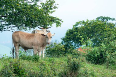 Sığırlar soğuk bir sabah sisli bir yamaçta huzur içinde otlarlar. Bir guava ağacı, yumuşak doğal ışık altında sakin kırsal manzarayı tamamlayan bir tarafta duruyor.