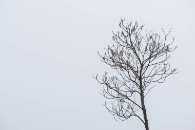 Bulutlu beyaz gökyüzüne karşı üçüncü sırada kuru bir ağaçla minimalist bir kompozisyon. Arkaplan kullanımı ya da boş alana metin eklemek için mükemmel.