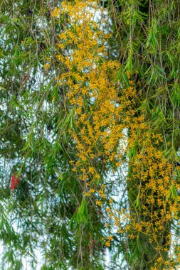 Sarı oncidium orkidesi kümesi yeşil yaprakların arasında çiçek açıyor. Dikey bileşim özgeçmiş, doğa teması veya botanik tasarım için idealdir.