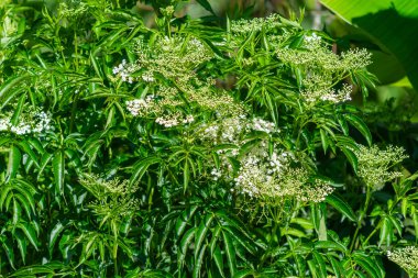Mürver (Sambucus nigra) 'nın parlak beyaz çiçekli yakın plan görüntüsü. Doğal temalar veya bitkisel kavramlar için ideal temiz bir botanik kompozisyonu