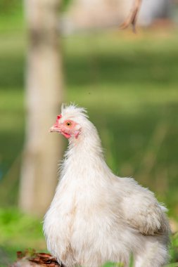Yeşil bir bahçede sakince duran tüylü beyaz Silkie tavuğunun dikey portresi. Kırsal yaşam tarzı veya tarımla ilgili içerik için ideal