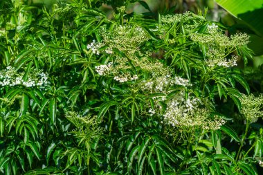 Mürver bitkisine (Sambucus nigra) çok sayıda küçük beyaz çiçek kümesiyle yakın plan. Eğitimsel kullanım için mükemmel doğal ve botanik bir sahne