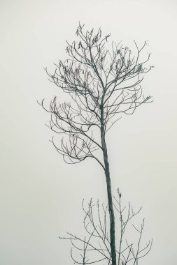 Yapraksız kuru bir ağacın minimalist dikey fotoğrafı sisli bir zemine karşı tek başına duruyor. Arkaplan, tasarım veya kavramsal kullanım için ideal