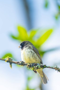 Değişken Seedeater (Sporophila aurita) yumuşak yeşil arka planlı yosunlu bir dala tünemiştir. Orta ve Güney Amerika 'da canlı bir tropikal kuş bulundu..