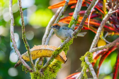 Bir Rufous-Crown Tanager (Tangara vitriolina) yemyeşil bir tropikal bahçede olgun bir muzla beslenir. Canlı renkler ve doğal ışık çarpıcı bir vahşi yaşam sahnesi yaratır..