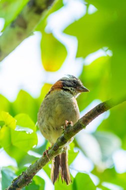 Rufous-Collared Sparrow (Zonotrichia capensis) yakın plan çekimde dallara tünedi. Yumuşak, bulanık arkaplan belirgin ibiğini ve toprak tonlarını vurgular