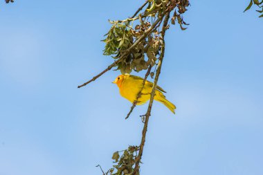 Saffron Finch (Sicalis flaveola), parlak mavi gökyüzüne karşı güzel bir şekilde tezat oluşturan parlak sarı tüylü, yatay çerçeveli kuru bir dalın üzerinde durmaktadır.