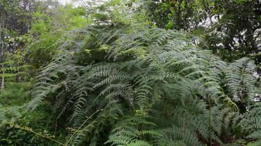 Rüzgarda sallanan yemyeşil eğreltiotu yapraklarının yakın çekimi sakin bir günde huzurlu güzelliği ve tazeliği yakalıyor..