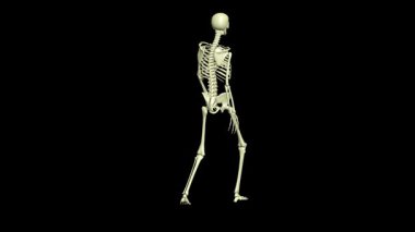 Golf Vuruşu Zaferi. Dörtte bir. İskelet 3 boyutlu animasyon. Gerçekçi hareketler. Bu video farklı bakış açılarından dört parçadan oluşur (görünüm, yan, sağ, arka). 360 derece.
