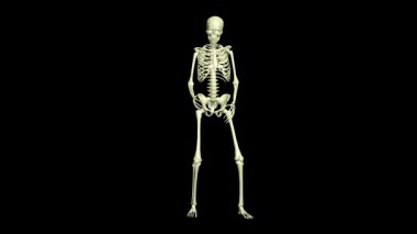 Öptüm. Dörtte bir. İskelet 3 boyutlu animasyon. Gerçekçi hareketler. Bu video farklı bakış açılarından dört parçadan oluşur (görünüm, yan, sağ, arka). 360 derece.