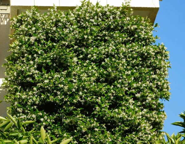 Jasmin Étoilé Rhynchospermum Jasminoides Pleine Floraison Recouvrant Mur — Photo