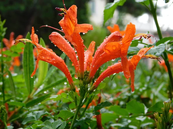 Мыс Жимолости Tecoma Capensis Мокрые Оранжевые Цветы После Дождя — стоковое фото
