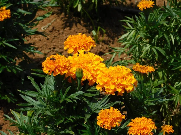 Mexická Nebo Africká Marigold Nebo Tagetes Erecta Žluté Oranžové Květy — Stock fotografie