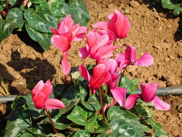 Cyclamen Persicum Plant Pink Flowers — Stock Photo, Image