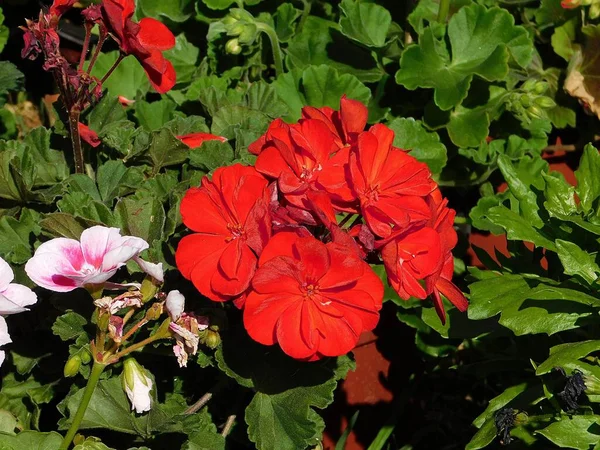 Червоні Квіти Герані Саду — стокове фото