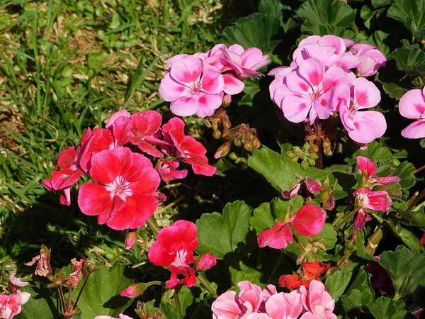 Roze Rode Geranium Bloemen Een Tuin — Stockfoto