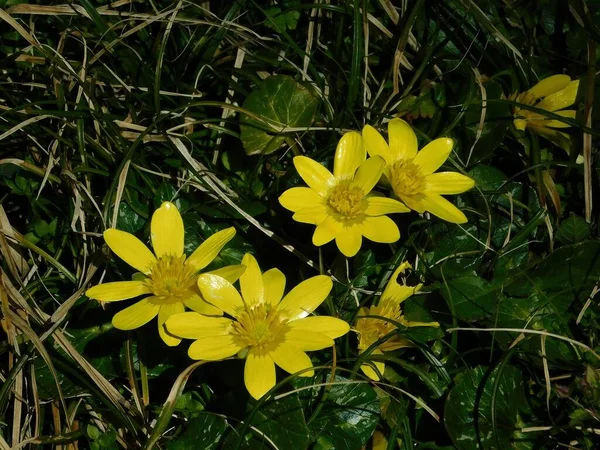 Цветки Селандина Фикария Желтого Цвета — стоковое фото