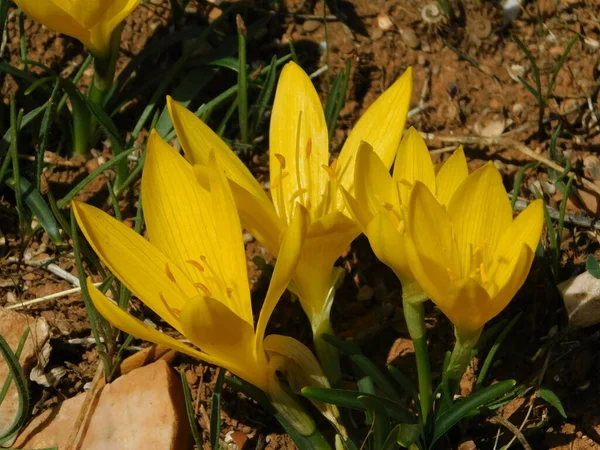 Zimní Nebo Podzimní Narcis Nebo Sternbergia Lutea Volně Rostoucí Žluté — Stock fotografie