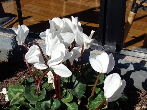 Ciklámen Persicum Növény Fehér Virágokkal — Stock Fotó