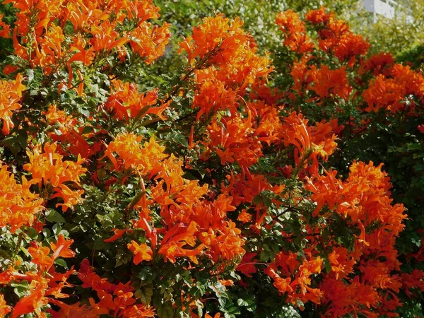 Мыс Жимолость Tecomaria Capensis Кустарник Оранжево Красными Цветами Glyfada Аттика — стоковое фото